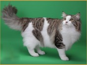 挪威森林猫特征容易辨别,粘人程度一般,不凶温顺适合家养