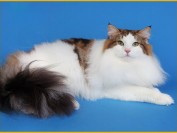 挪威森林猫和缅因猫都不便宜,挪威森林猫怎么区分?