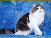 正规挪威森林猫舍有哪些?挑选猫舍、挑选挪森猫的秘密