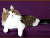 挪威森林猫是缅因猫吗?挪威森林猫和布偶猫哪个美?