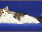 挪威森林猫适宜温度20~25度,挪威猫和缅因猫都是比较漂亮的纯种猫