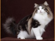 分辨挪威森林猫并不难,挪威森林猫1.5岁算成年