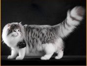正规猫舍的挪威森林猫价格大概1.2~1.8万,挪威森林猫吃天然猫粮