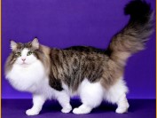 挪威森林猫颜色种类比较多,纯种挪威森林猫价格普遍上万元