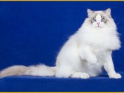 布偶猫舍必读的布偶猫书籍《布偶猫品相详解电子书》