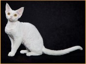 德文卷毛猫一窝生3-5只,德文猫眼睛什么颜色贵?