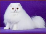 波斯猫舍必读的《波斯猫品相详解电子书》波斯猫书籍