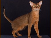 阿比猫幼猫品相判断?阿比西尼亚颜色哪个好?