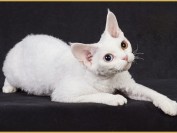 德文卷毛猫全色系什么花色都有,适合对猫毛过敏的朋友