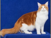 缅因猫三个月的体长大概65~70厘米,体重大概4斤