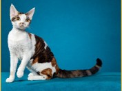德文卷毛猫好养,四个月公猫体重3~4斤,纯不纯是看不出来的