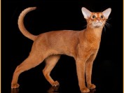 狗猫之称的阿比西尼亚猫智商比较高,价格血统纯正品相好的一万以上