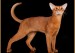 狗猫之称的阿比西尼亚猫智商比较高，价格血统纯正品相好的一万以上