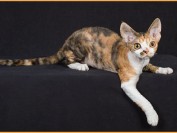 德文猫挑选案例分析,德文卷毛猫品相标准实例分析