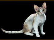 德文卷毛猫的前景看好,国外德文猫舍主要来自乌克兰_波兰_意大利