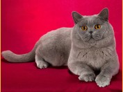 英国短毛猫眼睛颜色多是金色_古铜色,价格参差不齐