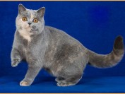英国短毛猫的颜色非常多，英国蓝猫和俄罗斯蓝猫是二种截然不同的猫种