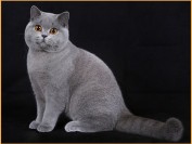 英国短毛猫一般3~5个月认主人,国内英国短毛猫价格区间比较大