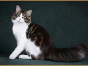 关于黑色缅因猫的系列知识问答_缅因猫多少钱一只?