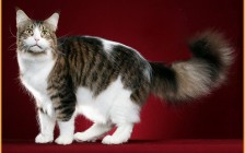 缅因猫三个月大概4斤，体长65~70厘米，三个月时毛不长不短