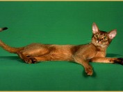 阿比尼西亚猫价格比较稳定,阿比猫看品相的主要围绕头型
