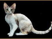 德文卷毛猫聪明可训练性强,德文猫品相鉴别及挑选要点