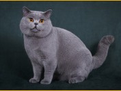 英短猫多少钱不能一概而论,英国短毛猫颜色不同_价钱就不同