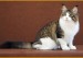 银虎斑缅因猫小时候图片也很好看，平均繁育价格1.5万左右