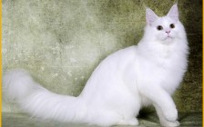 纯白色异瞳鸳鸯眼缅因猫多少钱？白色缅因猫易得什么病？