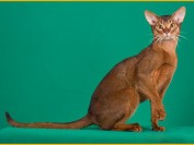 阿比猫舍必读的《阿比西尼亚猫品相详解电子书》阿比猫书籍