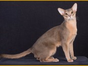 阿比西尼亚猫繁育一定要选好种猫,阿比猫好坏区分主要在于品相、性格