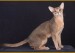 阿比西尼亚猫繁育一定要选好种猫，阿比猫好坏区分主要在于品相、性格