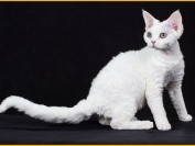 德文猫舍必读《德文卷毛猫品相详解电子书》德文卷毛猫书籍