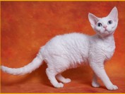 市场反馈德文猫还比较受欢迎,德文秃毛期6~8个月,公猫体重3-4kg