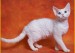 市场反馈德文猫还比较受欢迎，德文秃毛期6~8个月，公猫体重3-4kg