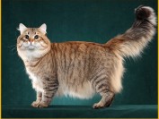 西森猫舍必读的《西伯利亚森林猫品相详解电子书》西伯利亚猫书籍