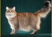 西森猫舍必读的《西伯利亚森林猫品相详解电子书》西伯利亚猫书籍