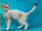 德文秃毛期大概会从2个月开始,德文卷毛猫两万一只很正常