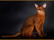 阿比西尼亚猫的体重在4-5公斤,正规猫舍的阿比猫价格都是一万以上