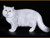 英国短毛猫有双色梵花_三色梵花，品相好的英短要符合协会的品种标准