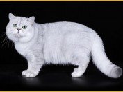 英国短毛猫有双色梵花_三色梵花,品相好的英短要符合协会的品种标准