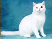 纯白英短猫有耳聋的几率,英国短毛猫性格喜欢与人亲昵