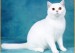 纯白英短猫有耳聋的几率，英国短毛猫性格喜欢与人亲昵