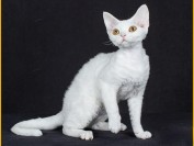 德文卷毛猫最贵的5万、10万,国内德文猫舍并不多