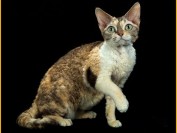 养德文猫的体验就是有点丑，繁育级的德文卷毛猫大概1.5~2万