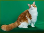 美国_俄罗斯_国外的缅因猫价钱基本就1000~2000欧元