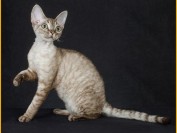 德文卷毛猫颜色繁育是一门专业的知识,德文卷毛公猫一般都二万左右