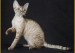 德文猫一天吃猫粮大概70~100g，德文卷毛猫公猫正常体重6~8斤