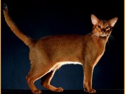 繁育级的阿比西尼亚猫价位一万多,阿比猫颜色主要分四种