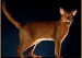 繁育级的阿比西尼亚猫价位一万多，阿比猫颜色主要分四种